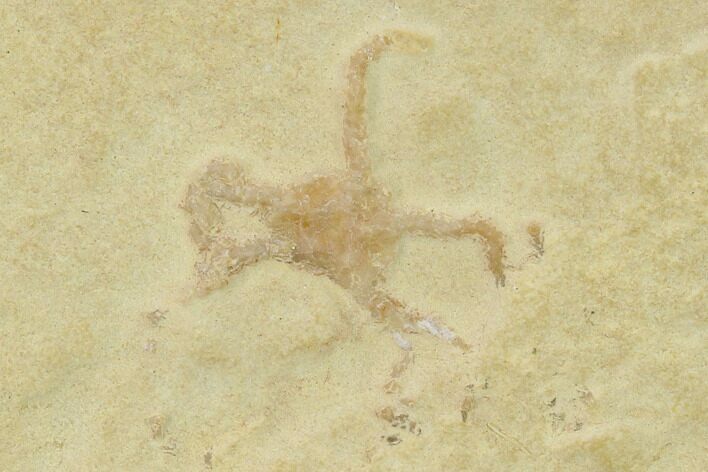 Jurassic Brittle Star (Sinosura) Fossil - Solnhofen #132401